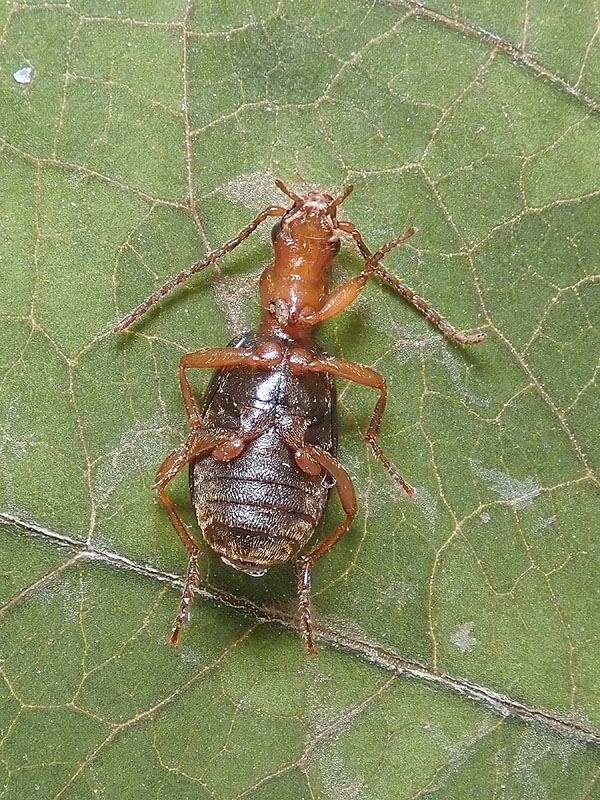 Carabidae: Brachinus psophia ?? no, Brachinus glabratus